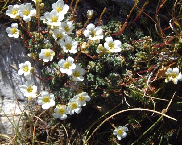 Saxifraga caesia / Sassifraga verdeazzurra